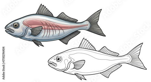 Antarctic Icefish Dual View Coloring Page with Pre-Colored and Outline Versions for Kids