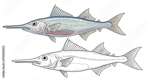 Educational Antarctic Icefish Coloring Page Dual Representation Color and Outline Template