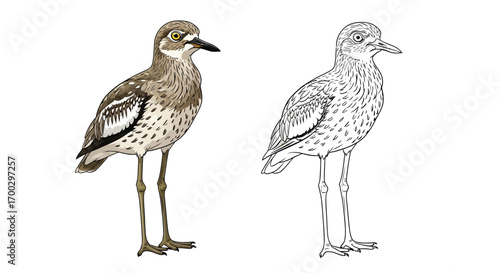 Australian Bush Stone Curlew Coloring Sheet Outline Version Printable Educational Bird Activity