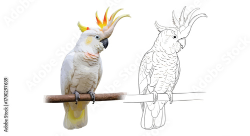 Educational Australian Cockatoo Side-by-Side Coloring Page with Outline Design for All Ages
