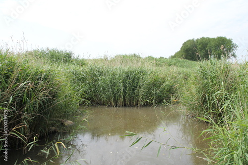a broad ditch with green reed beds in the dutch countryside in springtime