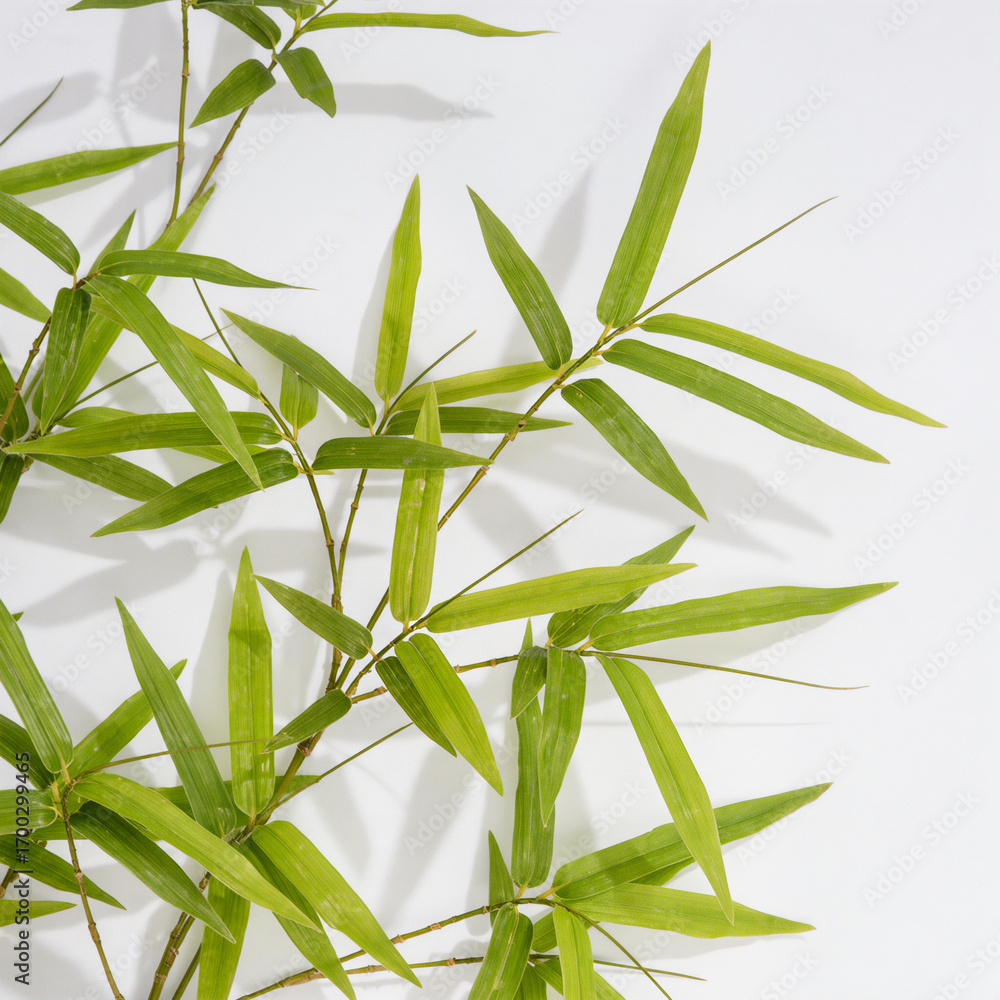 Fototapeta premium Lush green bamboo branches creating a serene natural backdrop