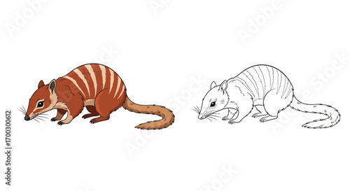 Detailed Numbat Sniffing Pose Coloring Page with Outline Drawing for Children and Adults