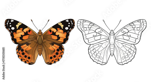 Painted Lady Butterfly Australia Coloring Page with Outline Version Fun Educational Activity