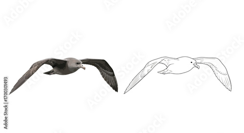 Southern Giant Petrel Coloring Page with Sketch Outline Printable Educational Bird Activity Sheet
