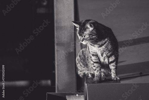 Chat
