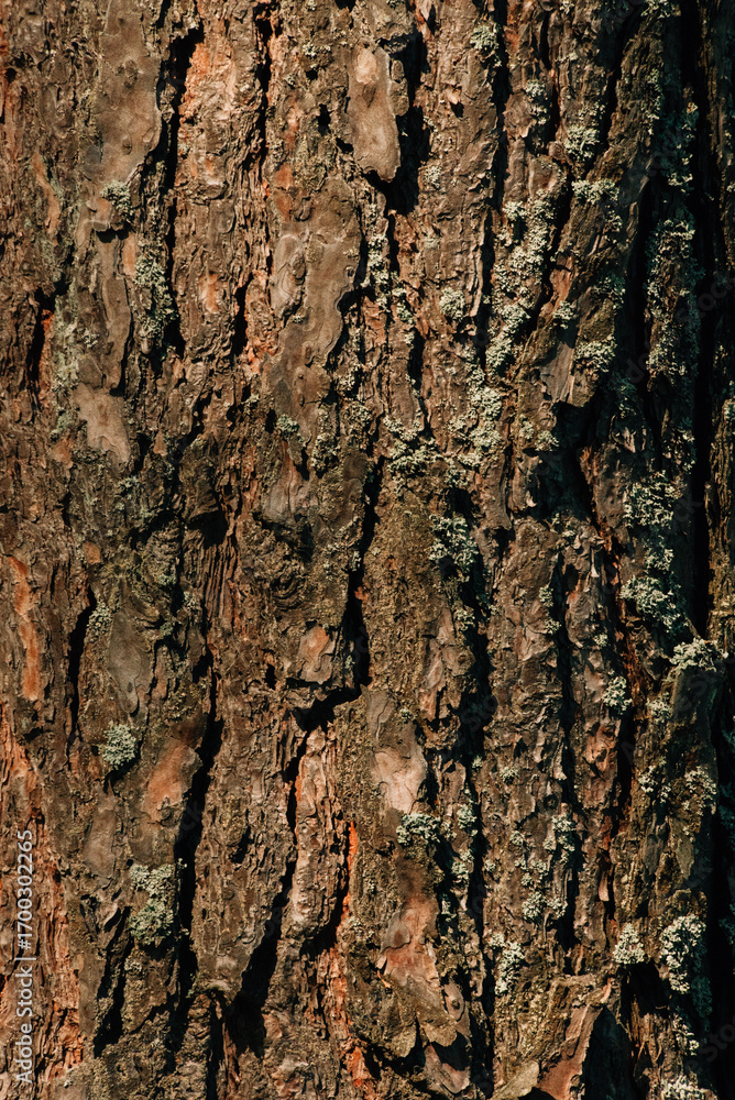 Obraz premium Tree bark in the sun