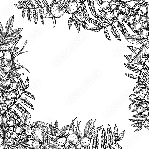 Square border of monochrome autumn ripe wild berries on branch with leaves with copy space for text. Rowan and rose hip plant vector isolated linear drawing. Mountain ash and dog rose berries frame