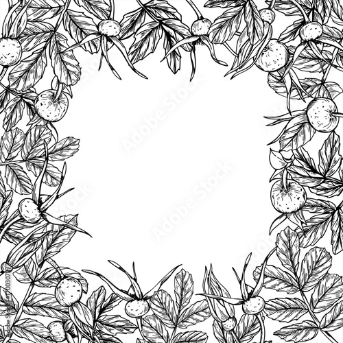 Monochrome rosehip berries, buds and leaves vector isolated illustration painted by black inks. Healthy wild berry set graphic sketch for herbal medicine packaging, organic cosmetic decor