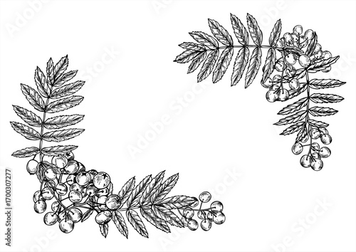 Horizontal frame of monochrome rowan berries bunch with leaves with copy space for text. Hand drawn mountain ash berry vector linear drawing. Autumn harvest border for vitamin drink label