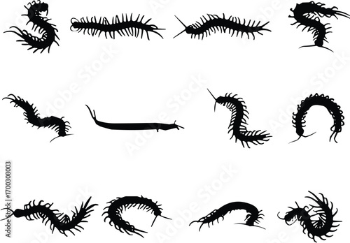 Centipede silhouette collection, black insect icons, multi-legged arthropods, crawling pest shapes, vector illustration, entomology, taxonomy, design elements