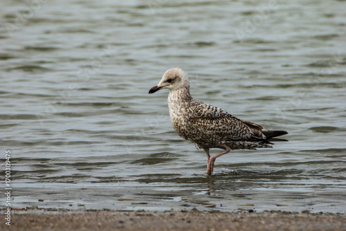 Wild 