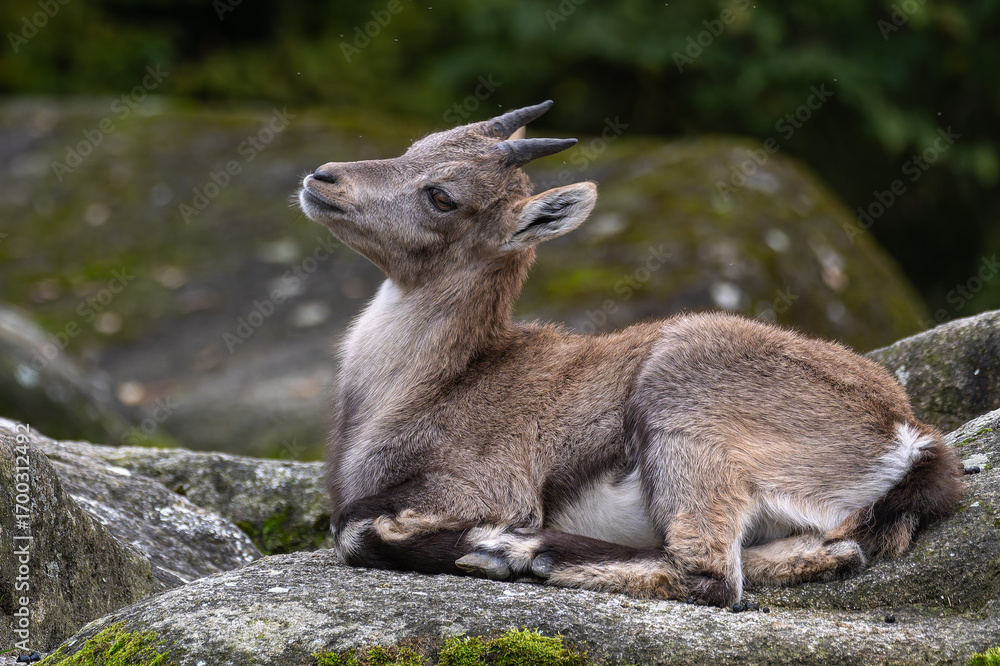 Fototapeta premium Young baby mountain ibex or capra ibex on a rock