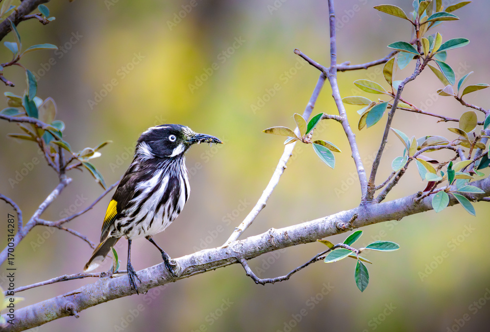 Obraz premium New Found Honey Eater