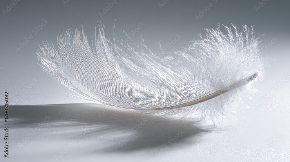 Obraz premium Elegant White Feather With Gray Pattern