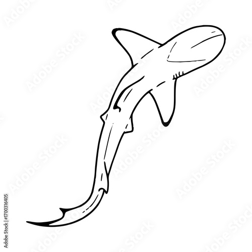 shark, sea animal vector illustration