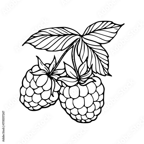 outline drawing of raspberries with leaves