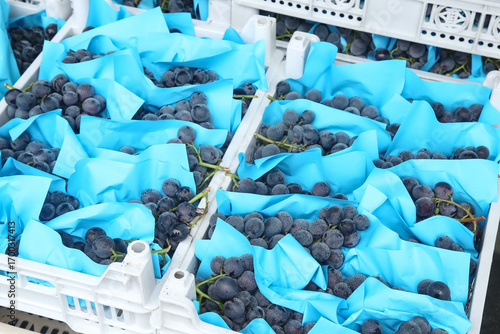 Fresh Black Grapes in Blue Paper Packed in White Crates for Summer Market Distribution