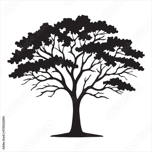 Majestic silhouette of a large evergreen babul tree with detailed branches and foliage against a white background