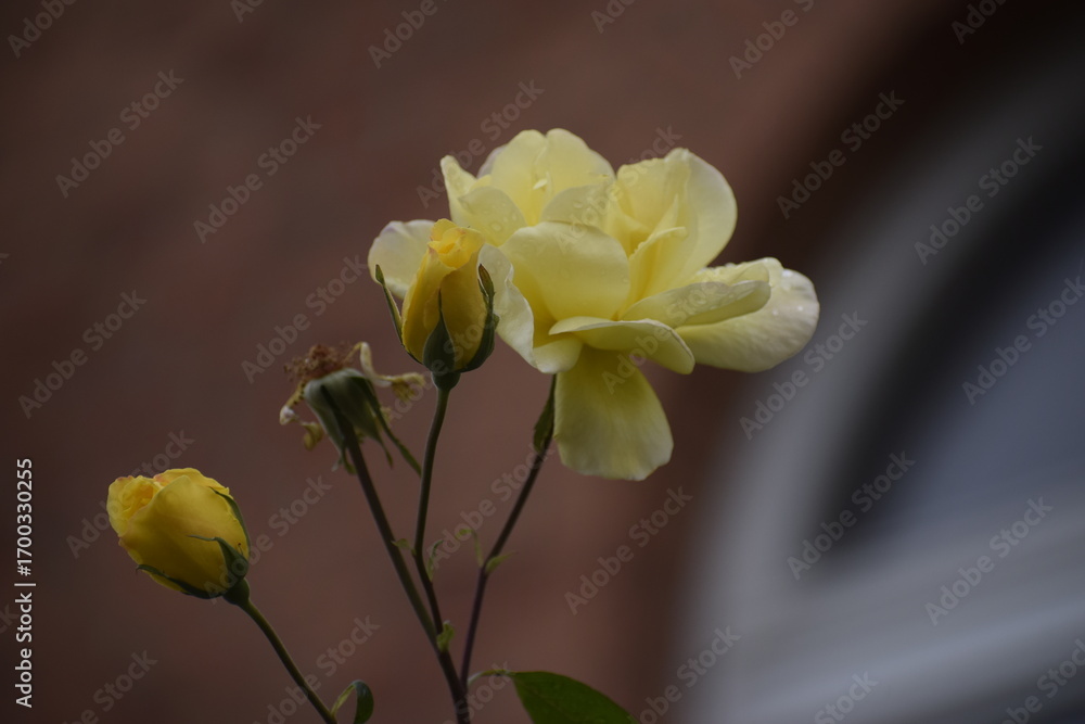 Obraz premium Harrisons Yellow rose bright yellow flower