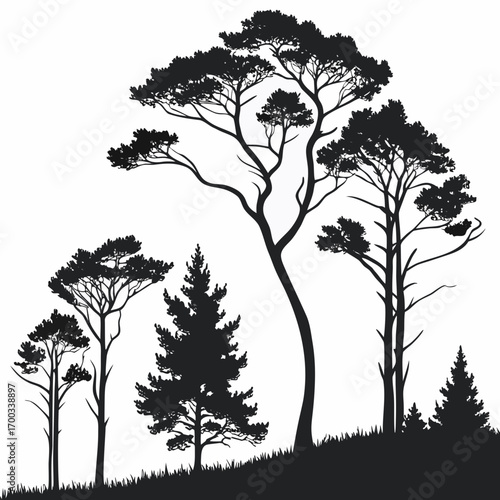Silhouette of various trees on a hill, creating a serene and natural scene with a mix of evergreen and deciduous species in a peaceful setting