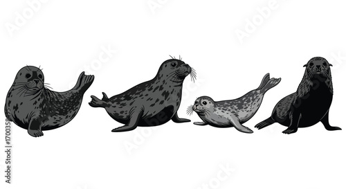 Diverse group of seals exhibiting various poses and sizes in a studio setting vector