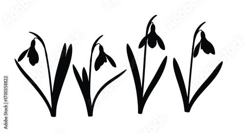 Delicate black silhouette of snowdrops blooming in spring minimalist floral design vector