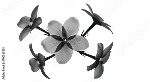 Intricate blossom arrangement delicate petals forming a circular floral motif isolated on white vector