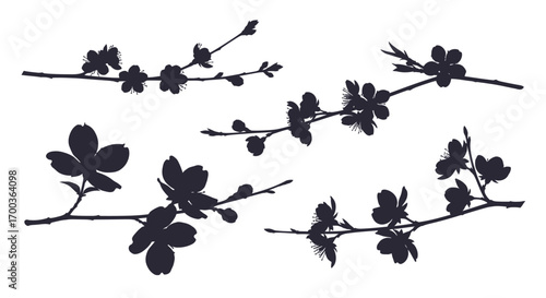 Delicate branch silhouettes with blooming flowers and leaves botanical elements vector