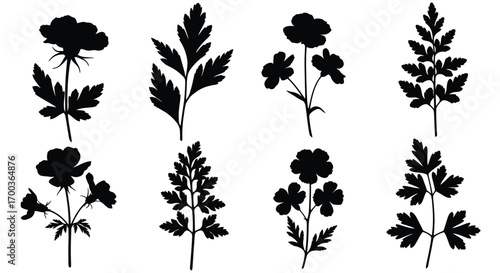 Botanical silhouette collection delicate wildflowers and foliage nature elements set vector