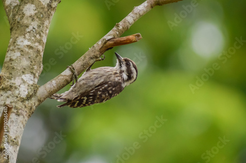 Sunda pygmy woodpecker hanging on a tree branch. Photographed in the western part of Singapore.