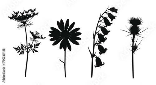 Silhouettes of four delicate wildflowers showing intricate details and natural beauty vector