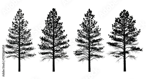 Four silhouette pine trees isolated on nature forest landscape element vector