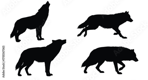 Four silhouette wolf poses showing different natural animal movements and stances vector