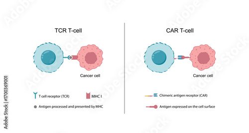T-cell therapy, T cell receptor (TCR) or Chimeric antigen receptor (CAR), for use in immunotherapy. Cancer treatment. Vector illustration.