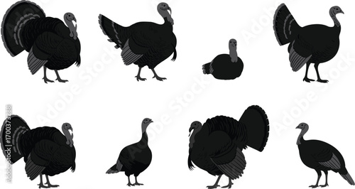 Realistic turkey illustration set, farm bird vector, wild turkey pose collection, Thanksgiving animal, poultry bird, detailed feathers, domestic fowl