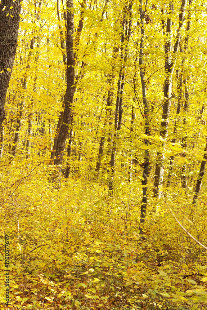 Obraz premium Scenic autumn forest with trees covered in golden yellow leaves. Bright fall foliage creating a natural seasonal background.