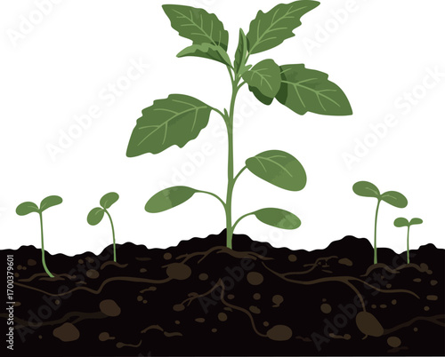 Young plant sprouting from soil with small seedlings growing in garden bed vector illustration