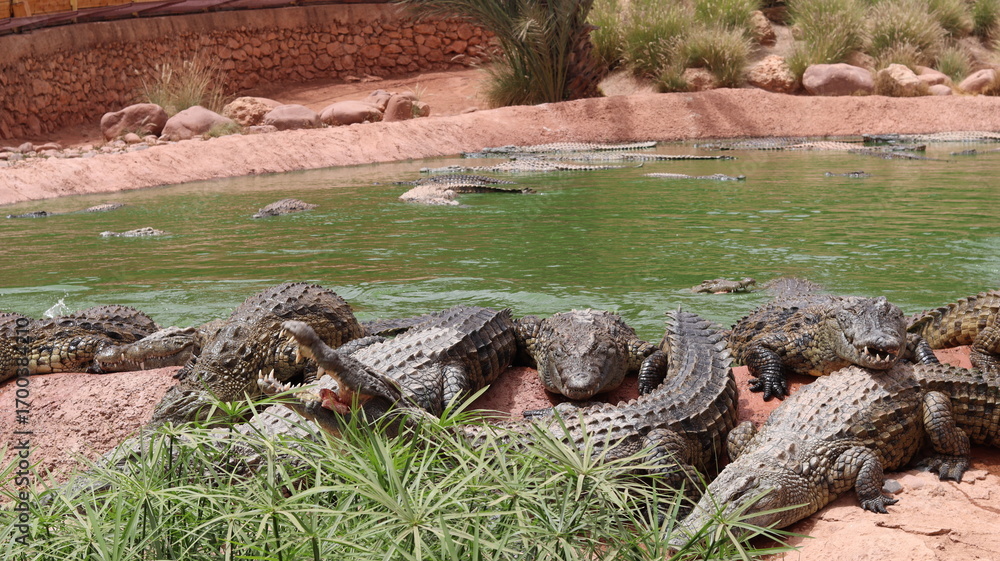 Fototapeta premium Group of Nile crocodiles basking on a riverbank by a green pond – dangerous reptile wildlife with armored scales, teeth and tails; gator/caiman family resting