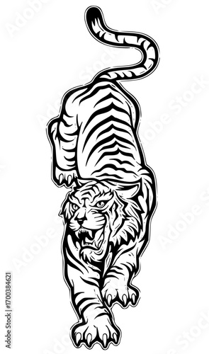 Aggressive tiger walking forward