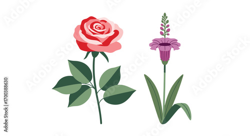 A delicate pink rose and a purple flowering spike stand elegantly against a white background showcasing natural beauty and botanical artistry