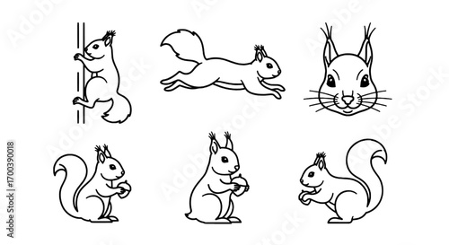 Set of Squirrel Outline Illustrations Standing, Running, and Eating