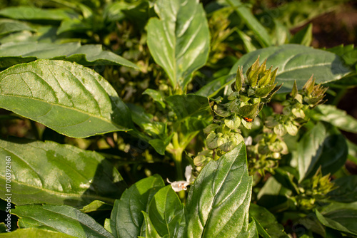 Wallpaper Mural Growing in the garden tusli holy basil plant, top view close up Torontodigital.ca