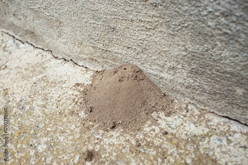 Ant nest in a cement house footing crack, abstract texture close up