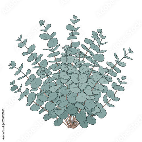 Round leaf eucalyptus plant with detailed texture and color