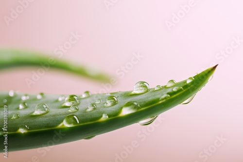 Fresh aloe vera plant leaf with water drops on soft pink background. Minimalist skincare and wellness concept with green herbal texture