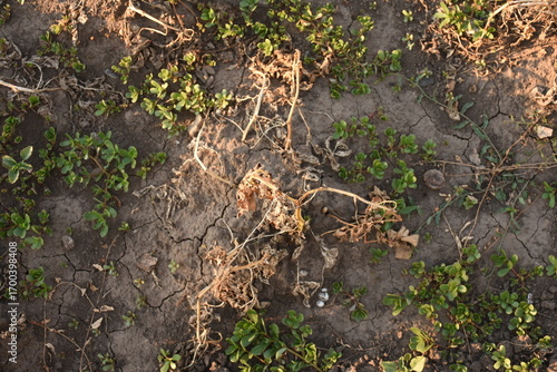 Dried potato bush in the soil, top view, agricultural background