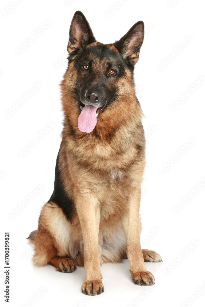 Majestic German Shepherd Sitting Proudly With Tongue Out Majestic German Shepherd Sitting Proudly With Tongue Out