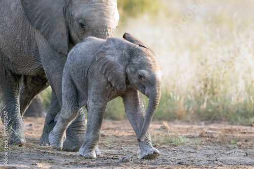 A baby elephant is walking in the Savannah with its mother in Kenya. They are in the Masai Mara National Park.