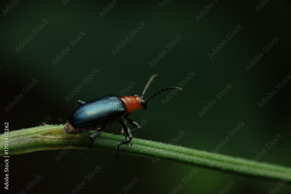 Naklejka premium This image depicts a leaf beetle (family Chrysomelidae) with a metallic deep-blue body and striking reddish-orange head and thorax. Its hardened elytra and long antennae are key identifiers.